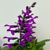Ziersalbei purpurlila, Topf-Ø 21 cm, Höhe ca. 40 cm