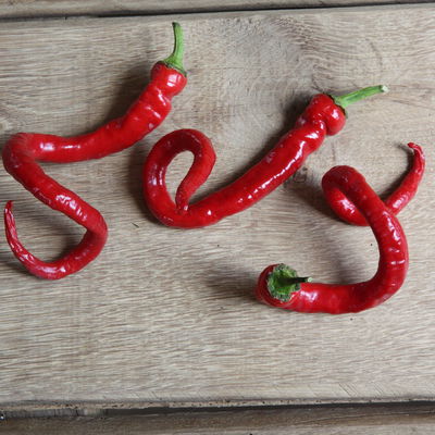 Blu Bio Chili 'Milder Spiral', Topf-Ø 12 cm, 3er Set