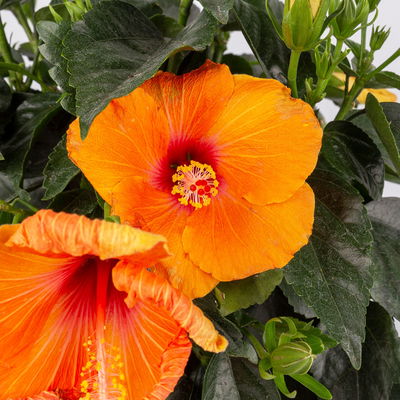 Hibiskus orange, Busch, Topf-Ø 21 cm, Höhe ca. 50 cm