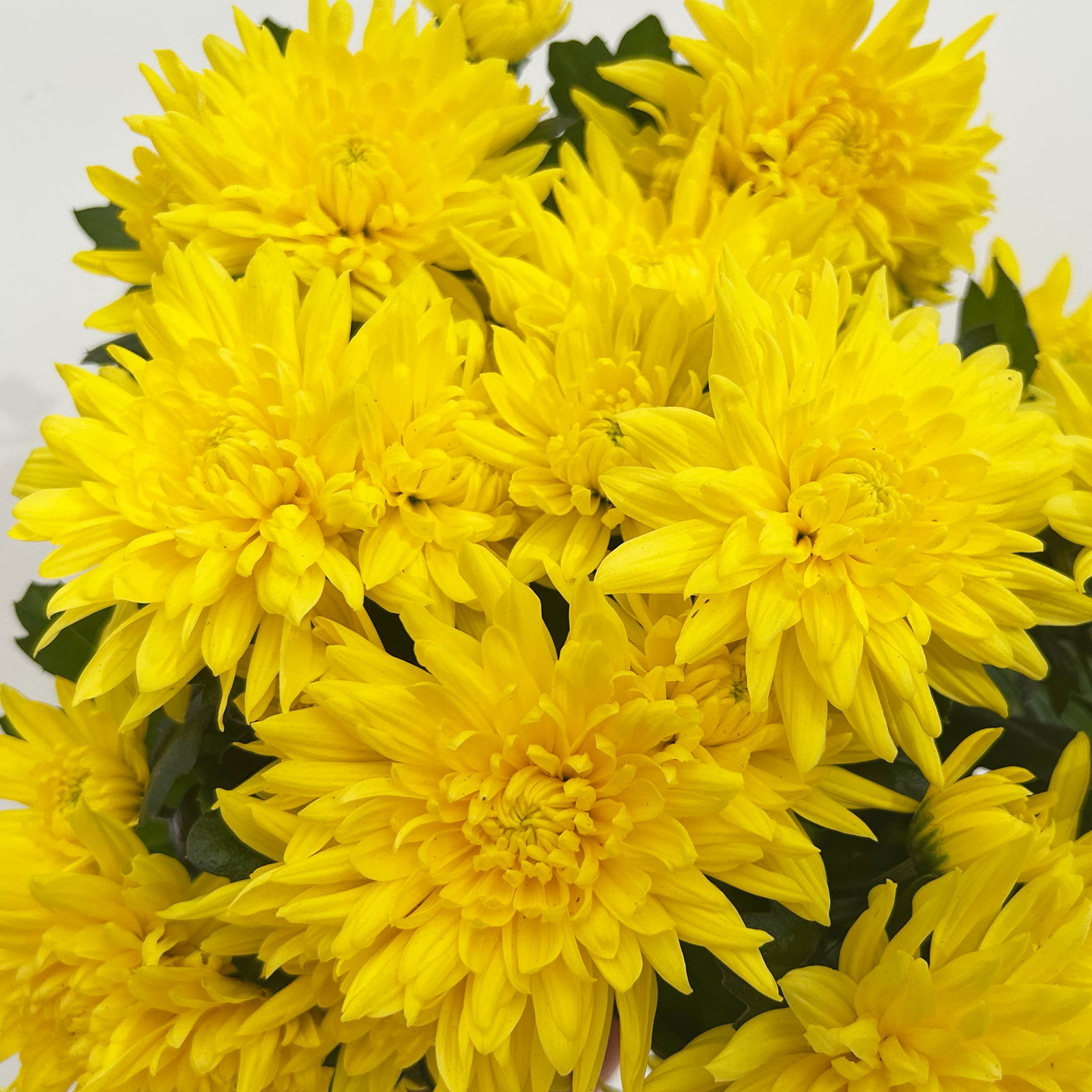 Chrysanthemen 'Chrysanne®Grandezza Yellow', gelb, Topf-Ø 13 cm, 4 Pflanzen