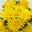 Chrysanthemen 'Chrysanne®Grandezza Yellow', gelb, Topf-Ø 13 cm, 4 Pflanzen