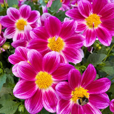 Dahlie 'Summer Bees Purple Bicolor' pink, Topf-Ø 21 cm Dahlie 'Summer Bees Purple Bicolor' pink, Topf-Ø 21 cm