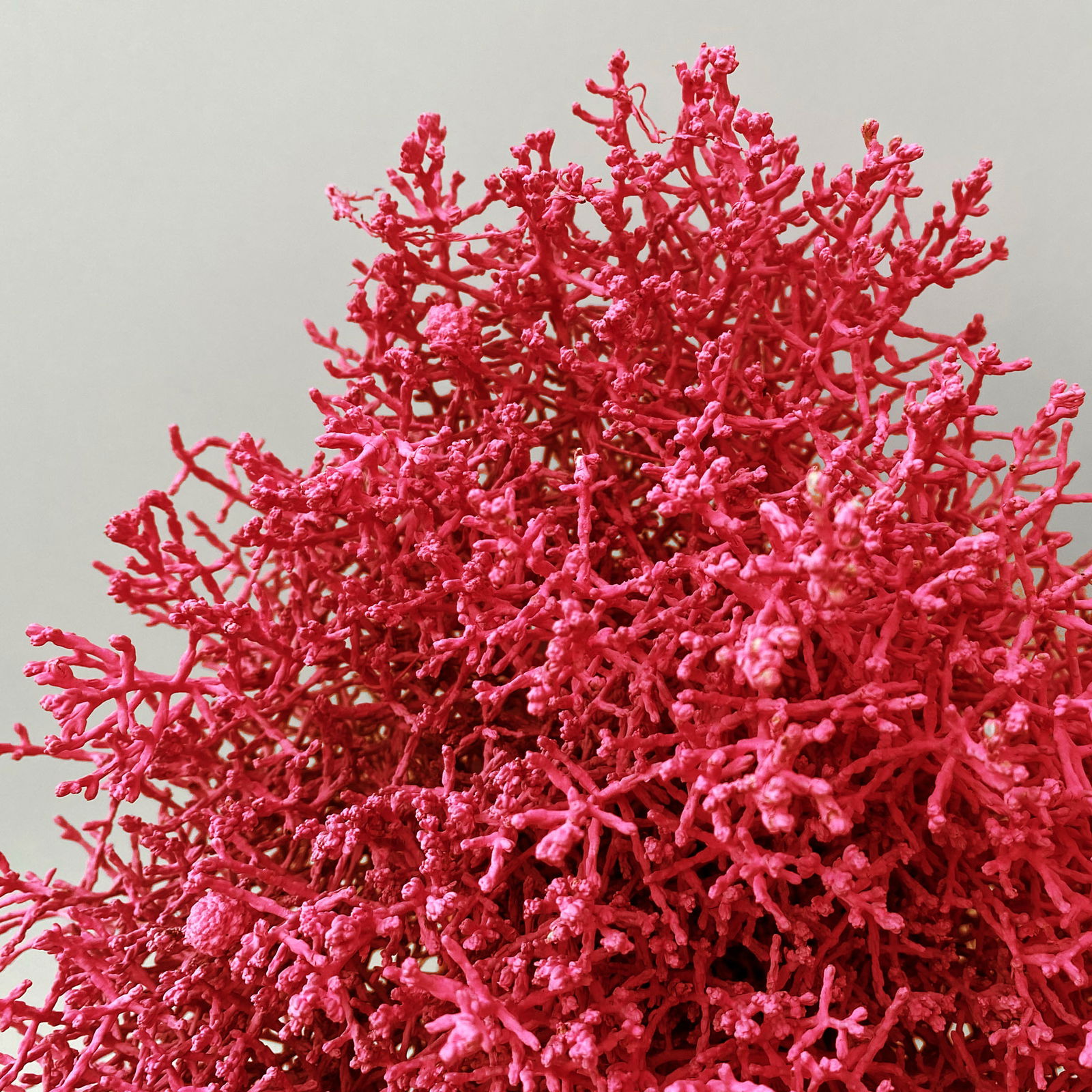 Calocephalus, rot gefärbt, Topf-Ø 12 cm, 6 Pflanzen