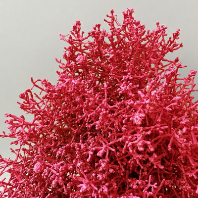 Calocephalus, rot gefärbt, Topf-Ø 12 cm, 6 Pflanzen