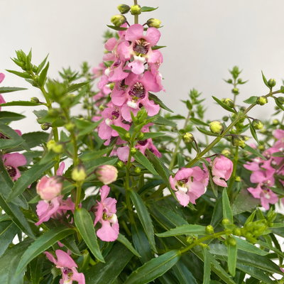 Angelonia rosa, Topf-Ø 12 cm, 6er-Set