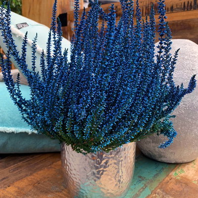 Knospenheide 'Picasso', blau & weiß gefärbt, Topf-Ø 12 cm, 6 Pflanzen Knospenheide 'Picasso', blau & weiß gefärbt, Topf-Ø 12 cm, 6 Pflanzen