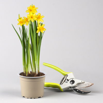 Zwiebelpflanzen-Set Frühlingsbote, gelb-weiß, 9 Pflanzen Zwiebelpflanzen-Set Frühlingsbote, gelb-weiß, 9 Pflanzen