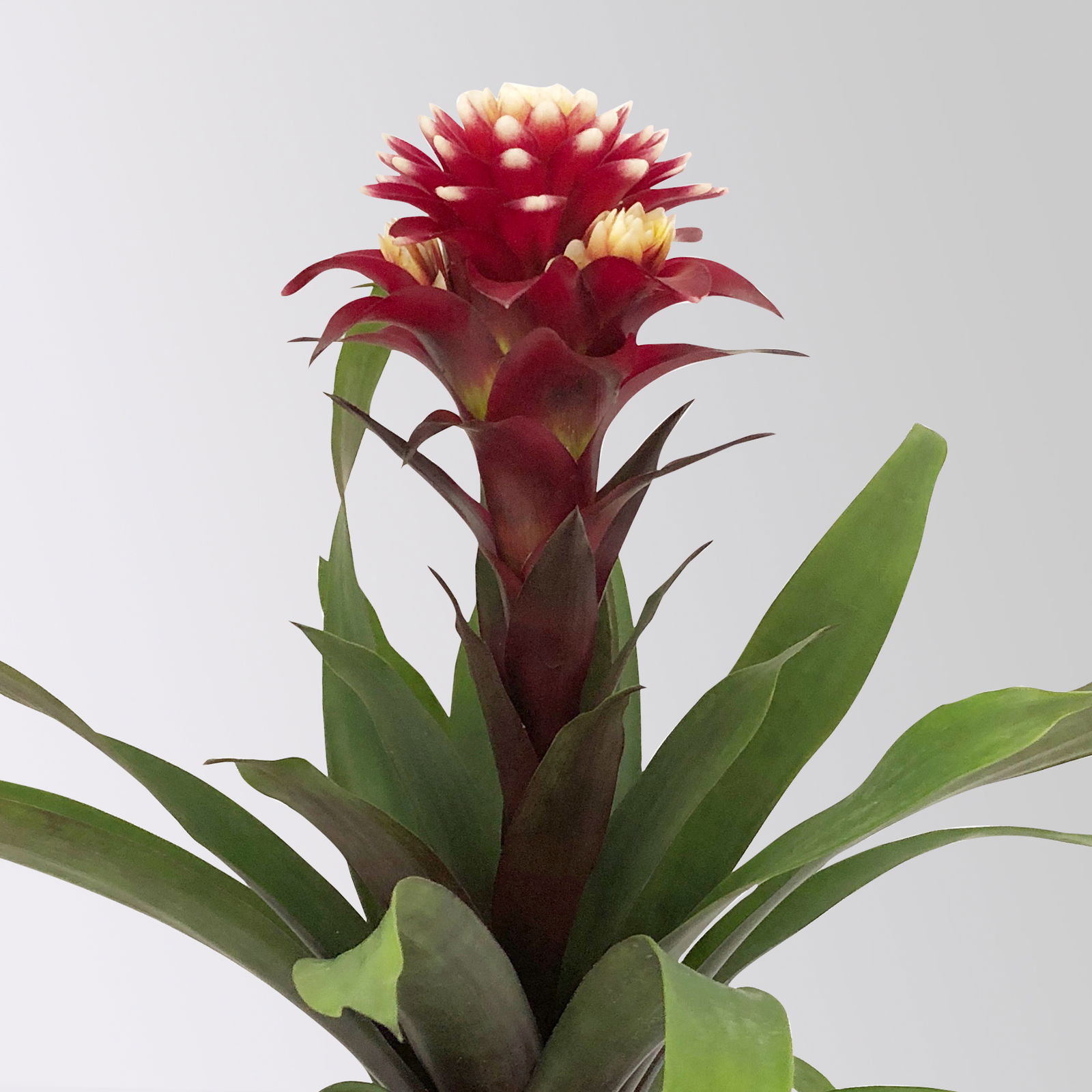 Guzmania 'Francesca', lila-weiß, Topf-Ø 12 cm , Höhe ca. 40 cm, 2 Pflanzen
