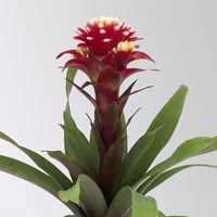Guzmania 'Francesca', lila-weiß, Topf-Ø 12 cm , Höhe ca. 40 cm, 2 Pflanzen