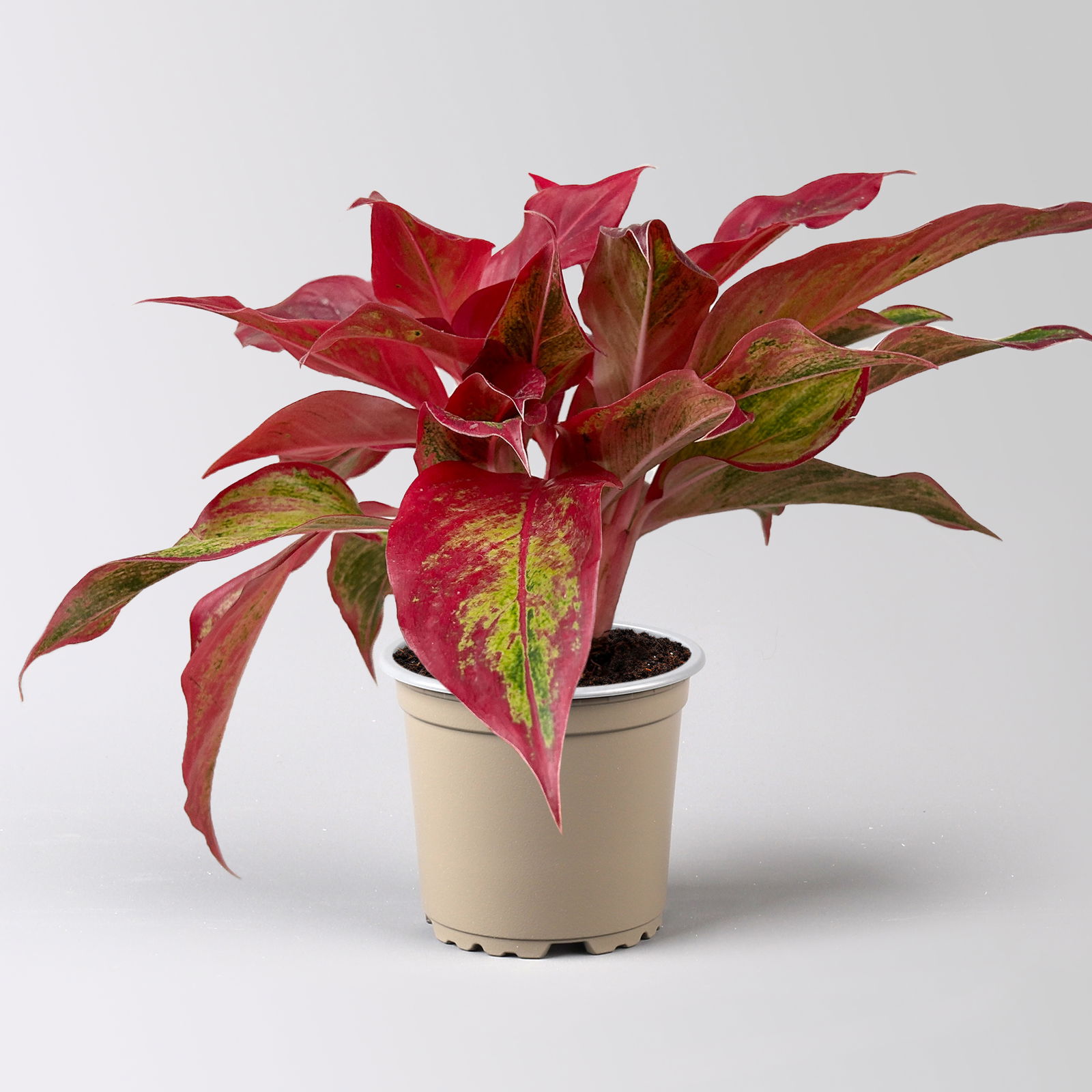 Aglaonema 'Crete Flame', Topf-Ø 12 cm, Höhe ca. 35 cm