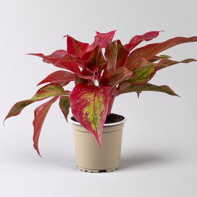 Aglaonema 'Crete Flame', rot-grün, Topf-Ø 12 cm, Höhe ca. 35 cm, 2 Pflanzen