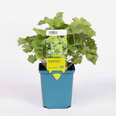 Frauenmantel, grün-gelb, Topf 11x11 cm, 3 Pflanzen Frauenmantel, grün-gelb, Topf 11x11 cm, 3 Pflanzen