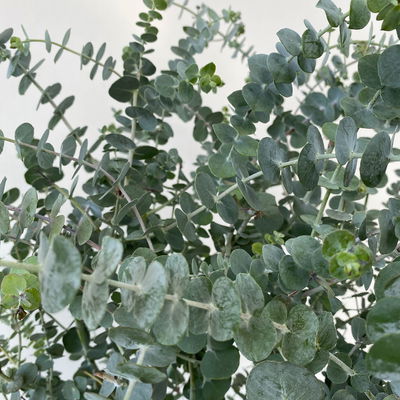 Eukalyptus 'Baby Blue', Topf-Ø 20 cm