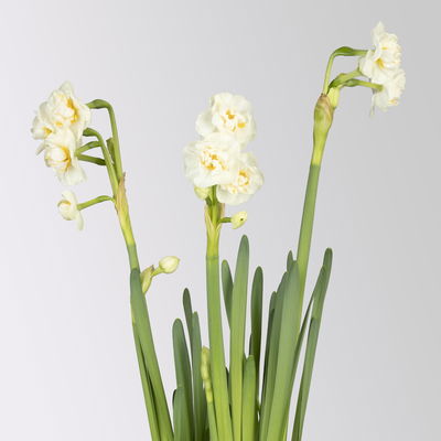 Narzisse 'Bridal Crown' , winterweiß, vorgetrieben, Topf-Ø 12 cm, 3 Pflanzen Narzisse 'Bridal Crown' , winterweiß, vorgetrieben, Topf-Ø 12 cm, 3 Pflanzen