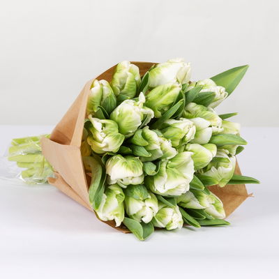 20 weiß/grüne Tulpen 'Super Parrot'