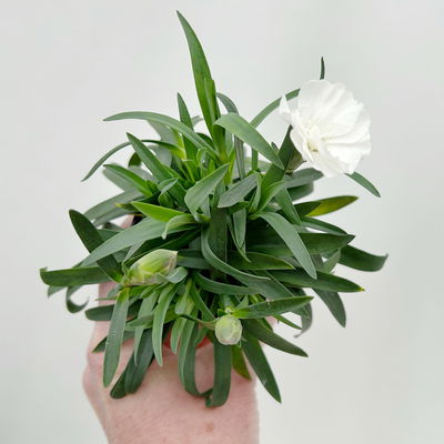 Dianthus 'Oscar' Mini, Farbmix, Topf-Ø 7 cm, 6 Pflanzen