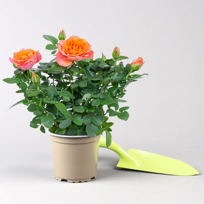 Rose 'Bengali Kordana® Grande', orange-apricot, Topf-Ø 10,5 cm, 3 Pflanzen