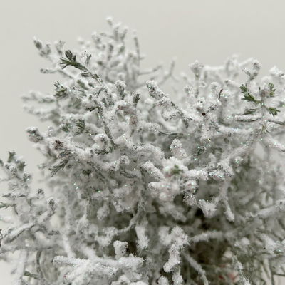 Calocephalus, winterweiß, silber geglittert, Topf-Ø 12 cm, 6 Pflanzen Calocephalus, winterweiß, silber geglittert, Topf-Ø 12 cm, 6 Pflanzen
