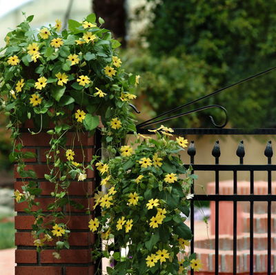 Schwarzäugige Susanne, gelb, Pyramide, Topf-Ø 17 cm, Höhe ca. 60 cm, 2 Pflanzen