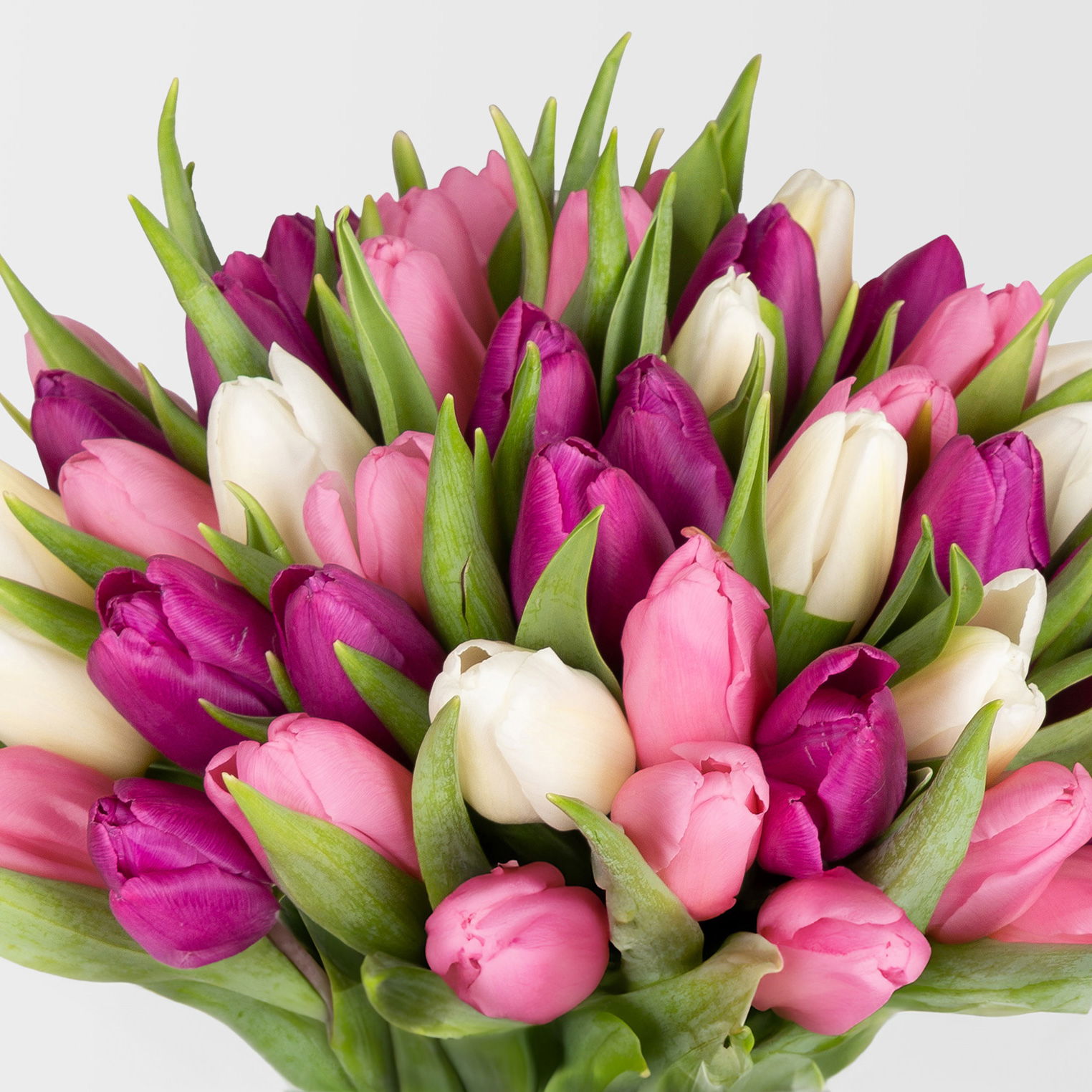 50 Tulpen, weiß, lila & rosa