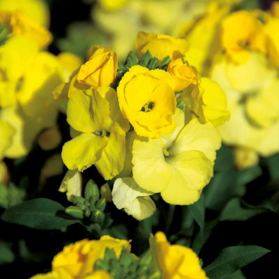 Bio Goldlack, Farben zufällig, Topf-Ø 12 cm, 3 Pflanzen Bio Goldlack, Farben zufällig, Topf-Ø 12 cm, 3 Pflanzen