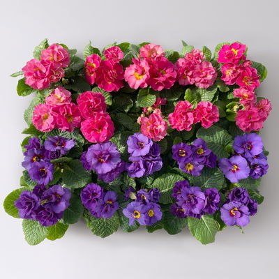 Primel Mini bunt, gefüllt, Farben zufällig, Topf-Ø 6 cm, 10 Pflanzen