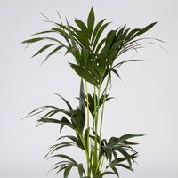 Kentiapalme in Korb Osaka, Topf-Ø 19 cm, Höhe ca. 80-110 cm