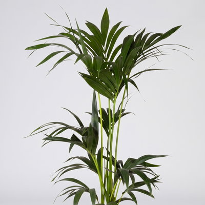 bio-saatgut wo kaufen BIO-Saatgut-Set Naschgarten 6 samenfeste Gartenpflanze kaufen