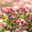 Zwergrose Lilly Rose™ 