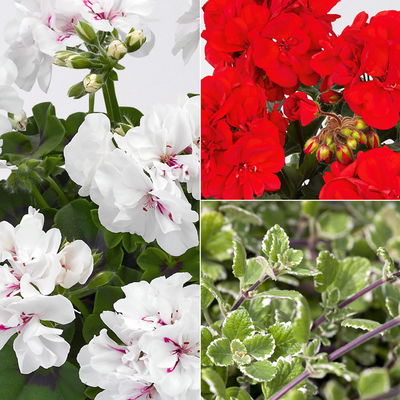 Pflanzenkreation Geranienzauber, groß, 6 Pflanzen inkl. Erde und Dünger Pflanzenkreation Geranienzauber, groß, 6 Pflanzen inkl. Erde und Dünger