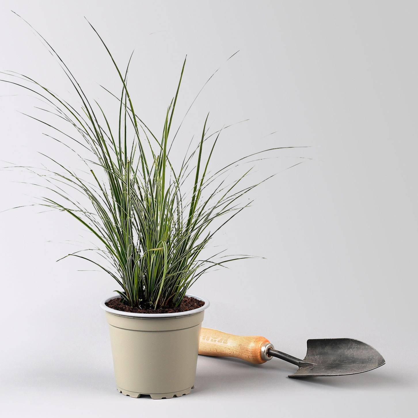 Bio Segge 'Variegata', grün-weiß, Topf-Ø 12 cm, 3 Pflanzen