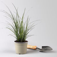 Bio Segge 'Variegata', grün-weiß, Topf-Ø 12 cm, 3 Pflanzen