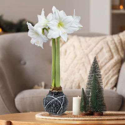 Amaryllis in Wachs, Dekor 'Supreme', Farbe zufällig, Blüte weiß, 2 Pflanzen