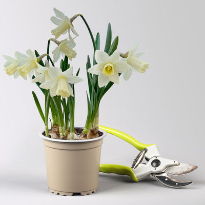 Narzisse 'Ice Baby', weiß, vorgetrieben, Topf-Ø 10,5 cm, 6 Pflanzen Narzisse 'Ice Baby', weiß, vorgetrieben, Topf-Ø 10,5 cm, 6 Pflanzen