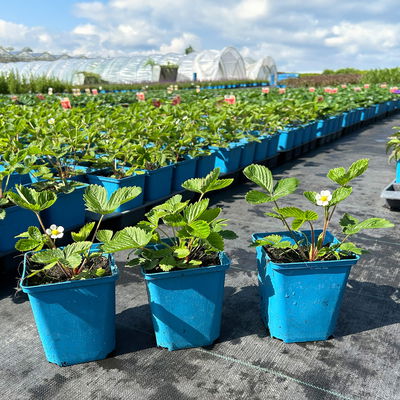 Bio Monats-Erdbeere Hummi® 'Weiße Fee', öftertragend, Topf 11x11 cm, 3 Pflanzen