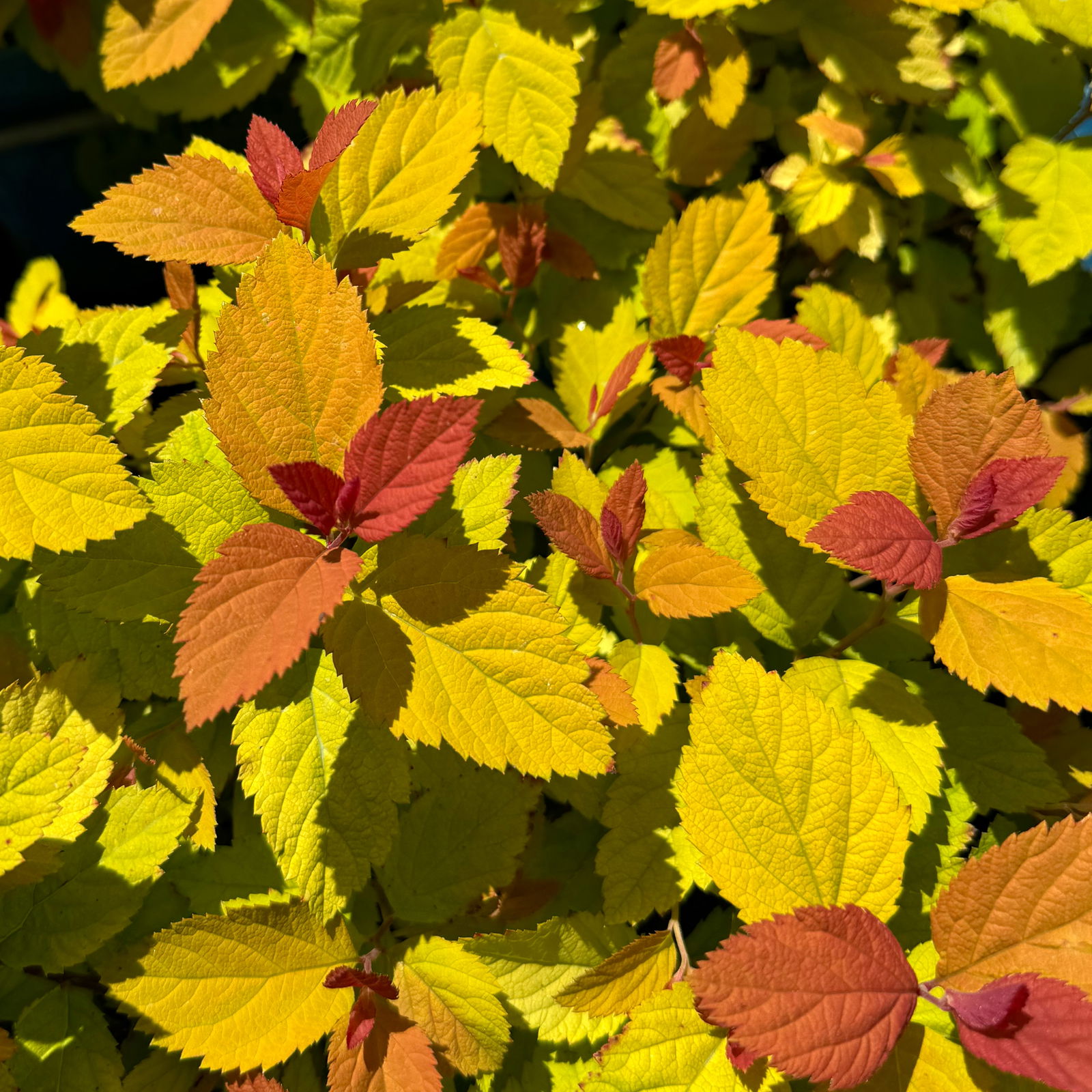Goldorange Japanspiere 'Double Play®Big Bang', Spiraea japonica, Topf 5 Liter