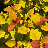 Goldorange Japanspiere 'Double Play®Big Bang', Spiraea japonica, Topf 5 Liter
