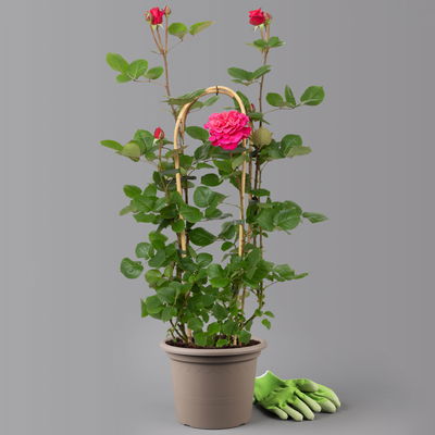 Duftende Edelrose 'Kölle's Rosensymphonie'®, pink, Doppelbogen, Topf 7,5 Liter