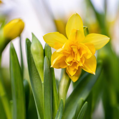 Narzisse 'Têtê-à-Têtê Bouclé' gelb, vorgetrieben, Topf-Ø 15 cm, 3 Pflanzen Narzisse 'Têtê-à-Têtê Bouclé' gelb, vorgetrieben, Topf-Ø 15 cm, 3 Pflanzen