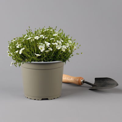 Berg-Sandkraut, weiß, Topf 3 Liter