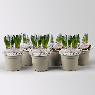 Hyazinthe, weiß, beschneit, vorgetrieben, Topf-Ø 12 cm, 6 Pflanzen