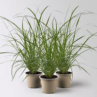 Buntes Lampenputzergras 'Sky Rocket', grün-weiß, Topf-Ø 12 cm, 3 Pflanzen