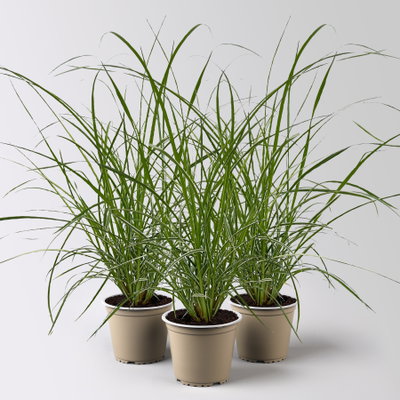 Buntes Lampenputzergras 'Sky Rocket', grün-weiß, Topf-Ø 12 cm, 3 Pflanzen Buntes Lampenputzergras 'Sky Rocket', grün-weiß, Topf-Ø 12 cm, 3 Pflanzen