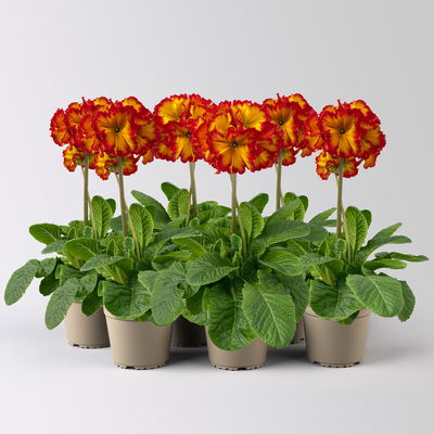 Hohe Schlüsselblume 'Inara® Fire', rot-gelb, Topf-Ø 13 cm, 6 Pflanzen Hohe Schlüsselblume 'Inara® Fire', rot-gelb, Topf-Ø 13 cm, 6 Pflanzen