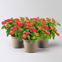 Wandelröschen, rot, Topf-Ø 12 cm, 3 Pflanzen