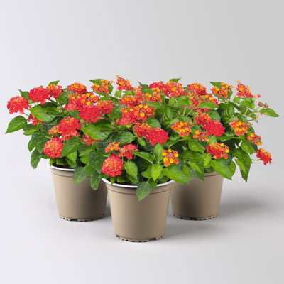Wandelröschen, rot, Topf-Ø 12 cm, 3 Pflanzen Wandelröschen, rot, Topf-Ø 12 cm, 3 Pflanzen