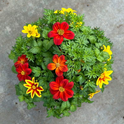 Bidens'Trio' mehrfarbig, Topf-Ø ca. 13 cm, 6 Pflanzen