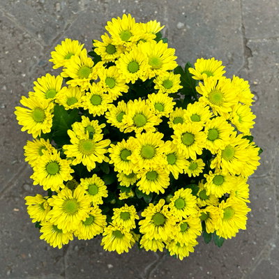 Chrysanthemen 'Swifty', gelb, Topf-Ø 10,5 cm, 6 Pflanzen Chrysanthemen 'Swifty', gelb, Topf-Ø 10,5 cm, 6 Pflanzen