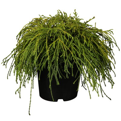 Grüne Zwerg-Fadenzypresse, 10er-Set, Höhe 15-20 cm, Topf 2 Liter Grüne Zwerg-Fadenzypresse, 10er-Set, Höhe 15-20 cm, Topf 2 Liter