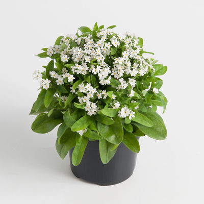 Vergissmeinnicht, weiß, Topf-Ø 10,5 cm, 6 Pflanzen